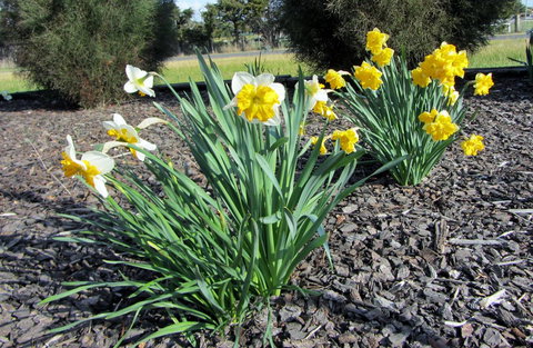 Elm Trees Accommodation @ Ross - Events Australia 26