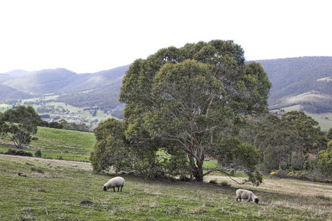 House On The Hill Bed And Breakfast - Events Australia 15