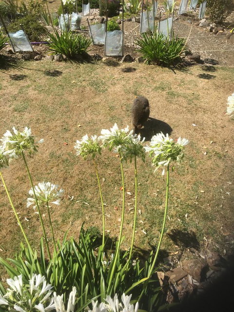 House On The Hill Bed And Breakfast - Events Australia 10