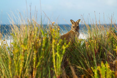 Island Breeze Motel - Events Australia 24