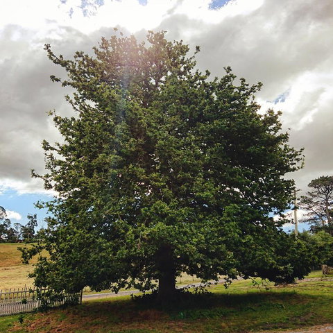 Old White Church Bed & Breakfast - Events Australia 7