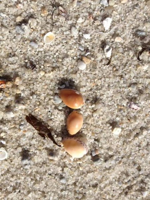 Blu-Sea 365 - Events Australia 27