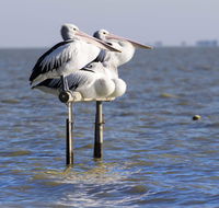 Pelican Perch Retreat - Events Australia