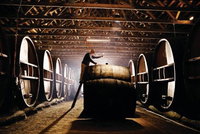 Pieter van Gent Winery  Vineyard