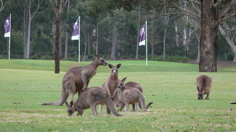 Riverside Oaks Golf Resort - Events Australia 3