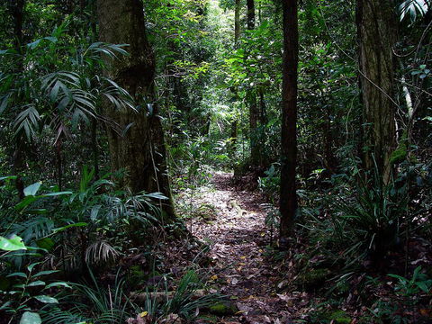 Springbrook Lyrebird Retreat - Events Australia 0