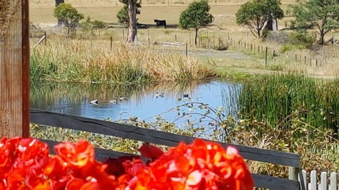 Hazelcreek Cottages - Tourism Bookings 11