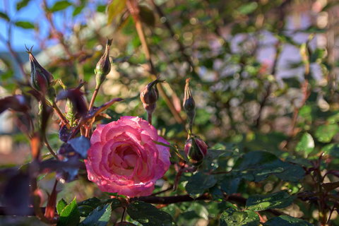 Maria Views Bed & Breakfast - Tourism Bookings 5