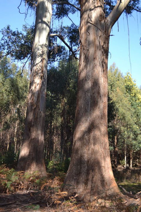 Whispering Spirit Holiday Cottages & Mini Ponies - Events Australia 4