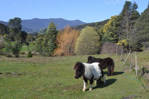 Whispering Spirit Holiday Cottages & Mini Ponies - Events Australia 13