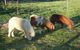 Whispering Spirit Holiday Cottages & Mini Ponies - thumb 15