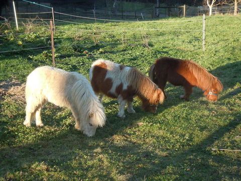 Whispering Spirit Holiday Cottages & Mini Ponies - Events Australia 15