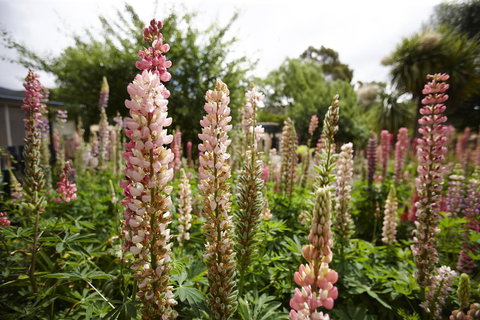 Blue Wren Riverside Cottage - Events Australia 3