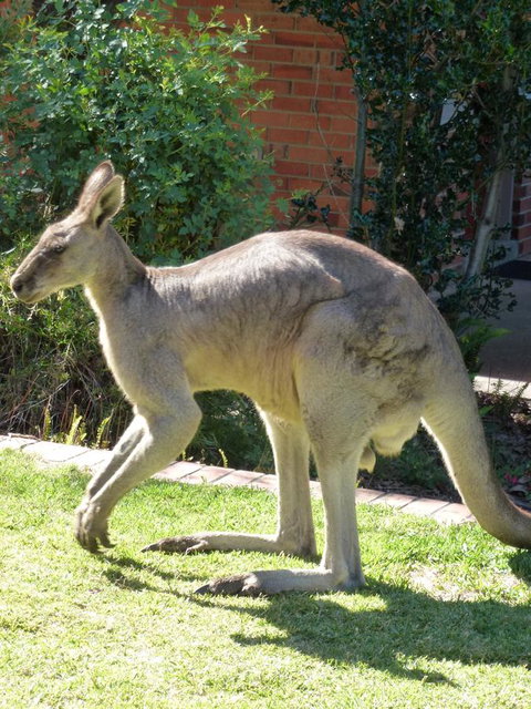The Grampians Motel - Tourism Bookings 3