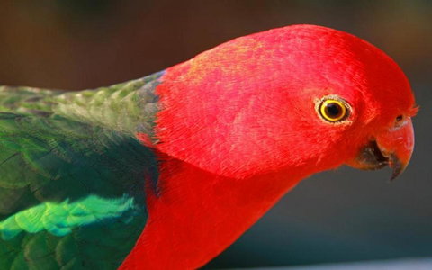 Marysville Caravan And Holiday Park - Events Australia 43