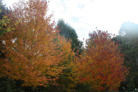 Shady Brook Cottages - Accommodation Europe 13