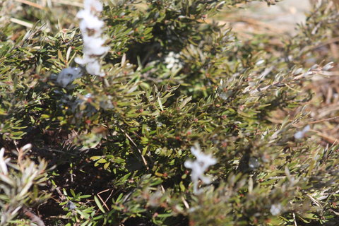 Shady Brook Cottages - Accommodation Europe 3