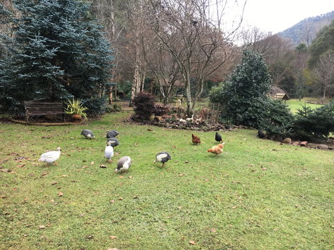 Shady Brook Cottages - Accommodation Europe 17