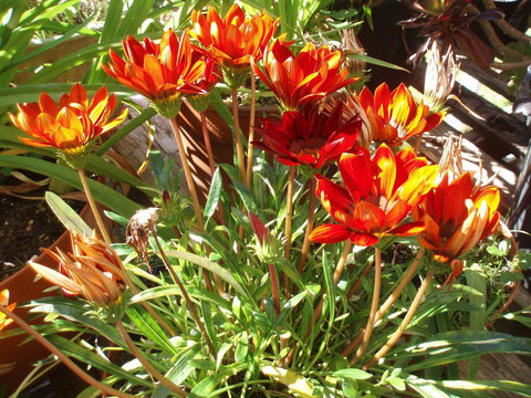 Aloha Ha Phillip Island - Events Australia 25