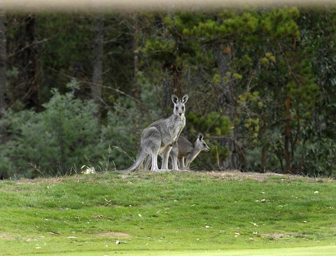 RACV Goldfields Resort - Tourism Bookings 20