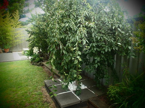 Azen Haven - Events Australia 12