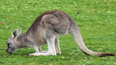 Limosa Rise - Events Australia 17