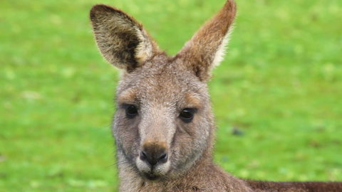 Limosa Rise - Events Australia 16