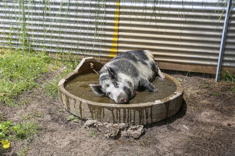 Anchors Port Campbell - Events Australia 28