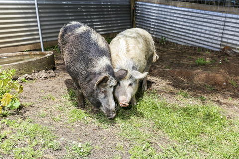 Anchors Port Campbell - Events Australia 29