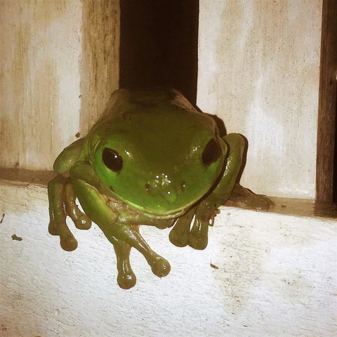 The Canungra Motel - Tourism Bookings 3