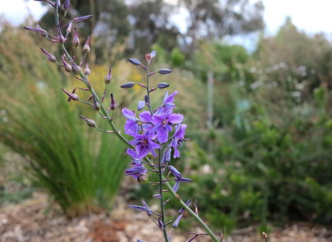 The Chocolate Lily Bed & Breakfast - Events Australia 3