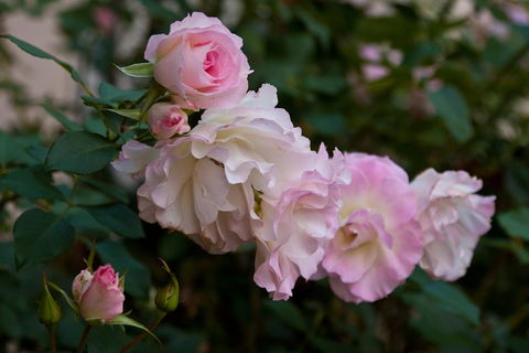 The Noble Grape Guesthouse - Events Australia 1