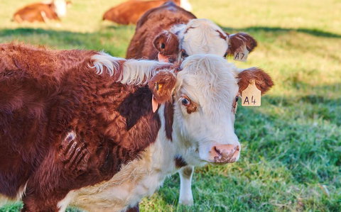 The Vale - Events Australia 2