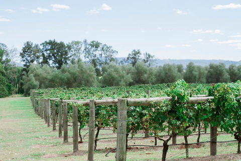 Tranquil Vale Vineyard - Tourism Bookings 2