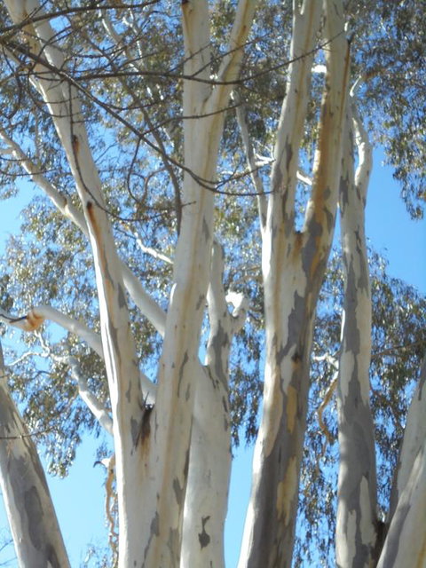 Wagga Wagga Tourist Park - Events Australia 3