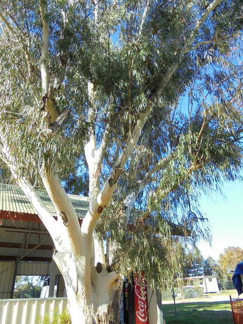 Wagga Wagga Tourist Park - Events Australia 2