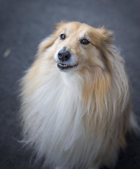 Walhalla Wild Cherry - Events Australia 3