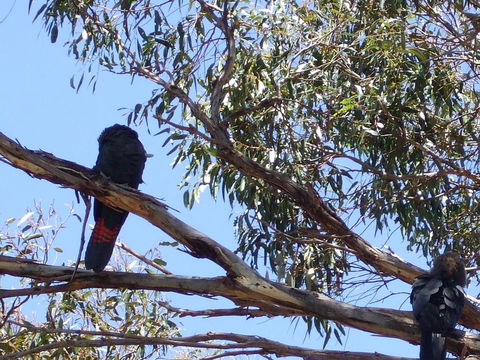 Wanderers Rest Of Kangaroo Island - Events Australia 2