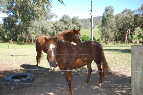 Bluegum Ridge Cottages - Events Australia 34