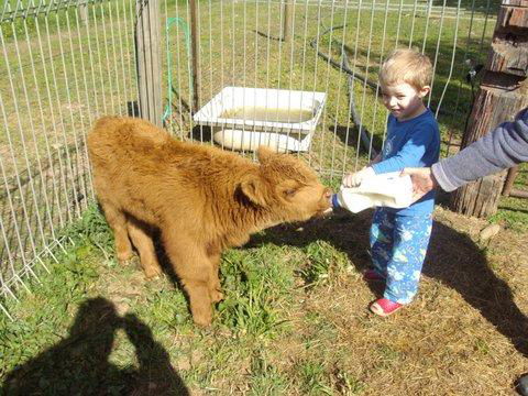 Aspens Springs Farmstay - Tourism Bookings 22