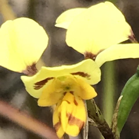 Swan Cove Beachfront - Events Australia 19