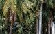 Oaks Port Douglas Resort - thumb 40