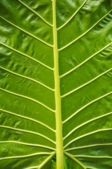 Port Douglas Motel - Events Australia 24