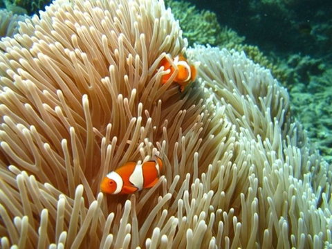 Port Douglas Retreat - Tourism Bookings 16
