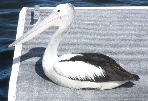 Gaia On Bribie Island - Events Australia 42