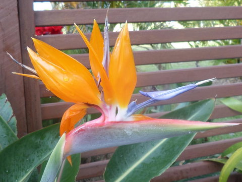 Gaia On Bribie Island - Events Australia 38