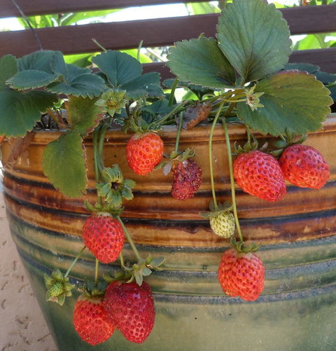 Gaia On Bribie Island - Events Australia 7