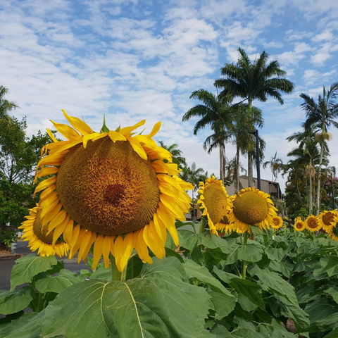 Palm Royale Cairns - Tourism Bookings 2