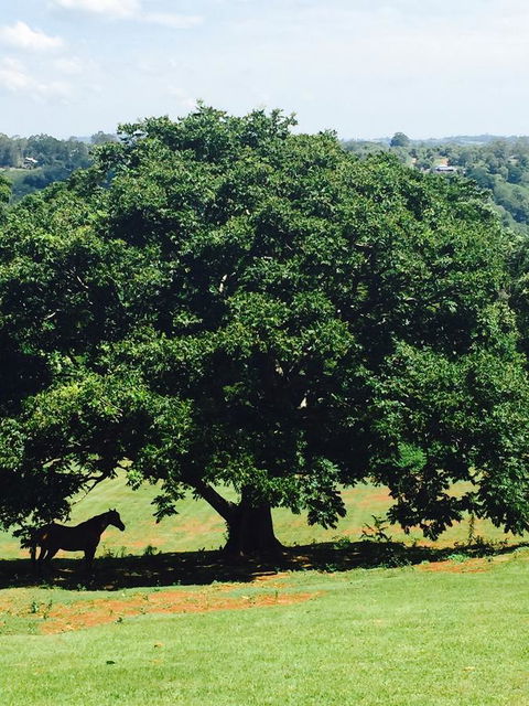 Montville Holiday Apartments - Tourism Bookings 20