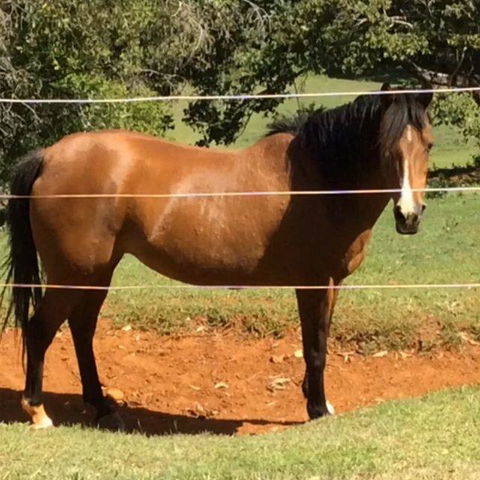 Montville Holiday Apartments - Tourism Bookings 7